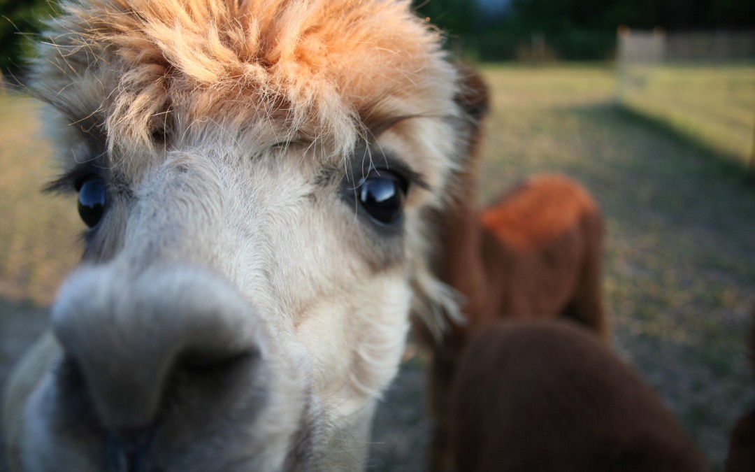 When Kinda-Bad Things Happen to Kinda-Bad Alpacas