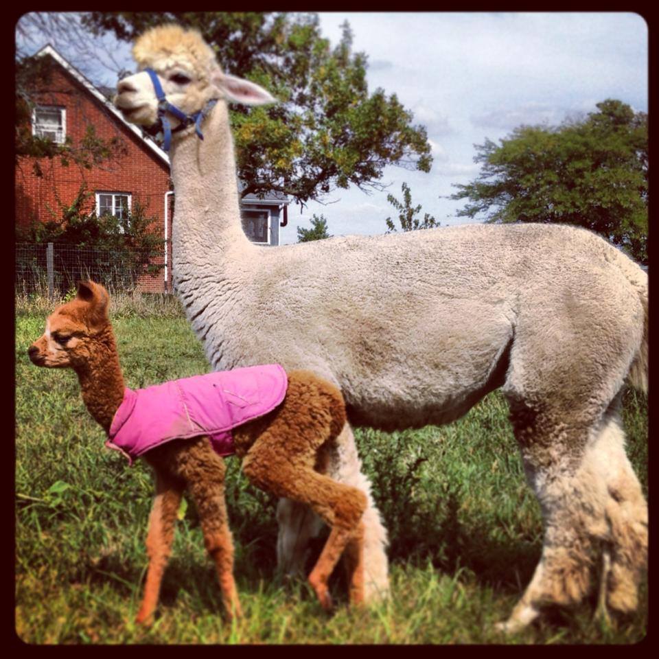 Abigail with young Jovie in her pink coat