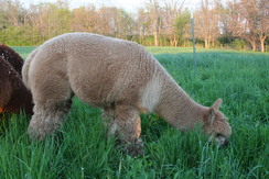 Fawn alpaca