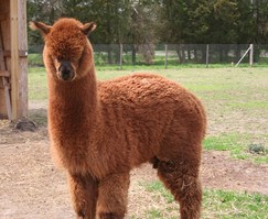 Jake the Alpaca