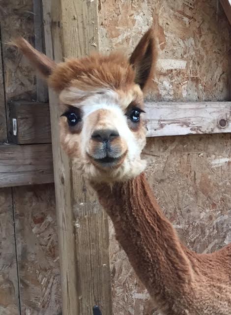 Alpaca