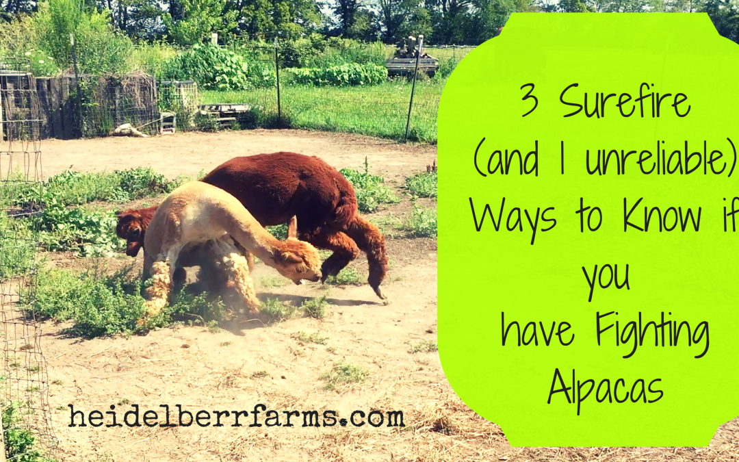 3 Surefire and 1 Unreliable Way to Tell if you have Fighting Alpacas