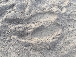 alpaca footprint
