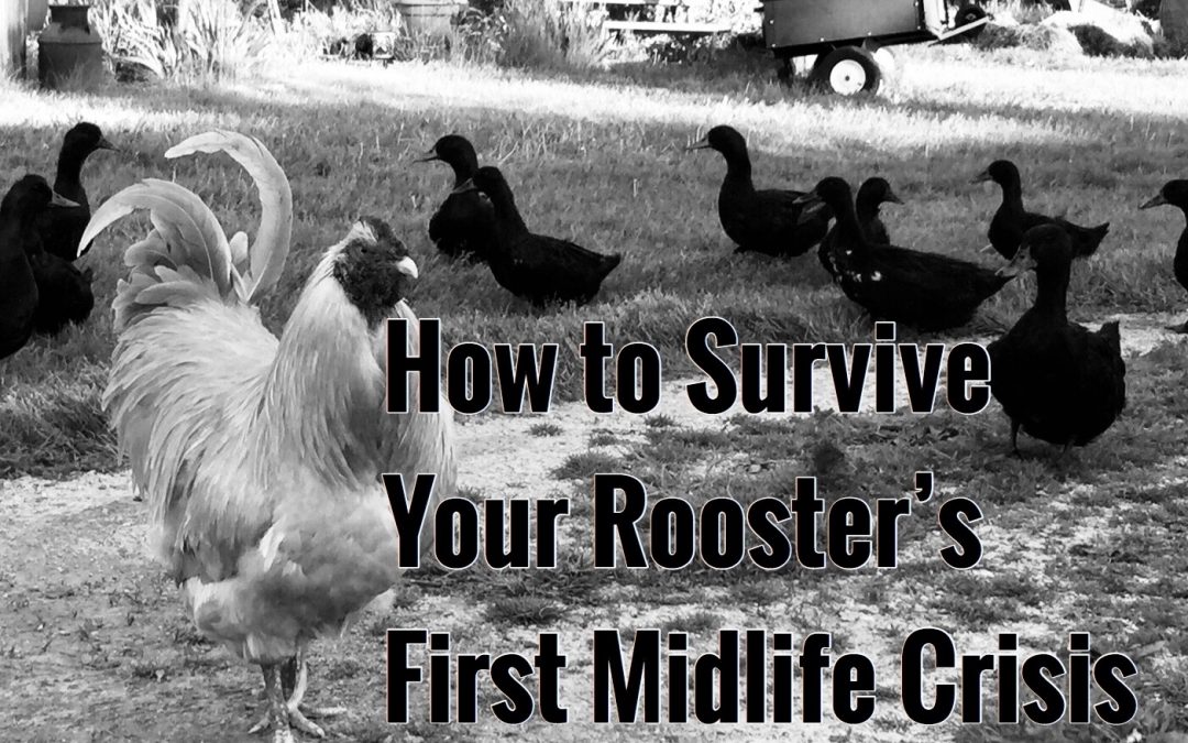 Surviving Your Rooster’s First Mid-Life Crisis