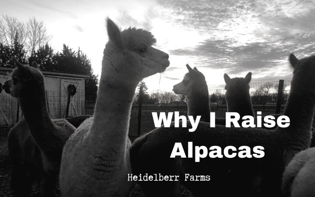 abigail the alpaca and friends