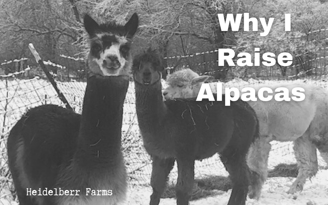 Why I Raise Alpacas