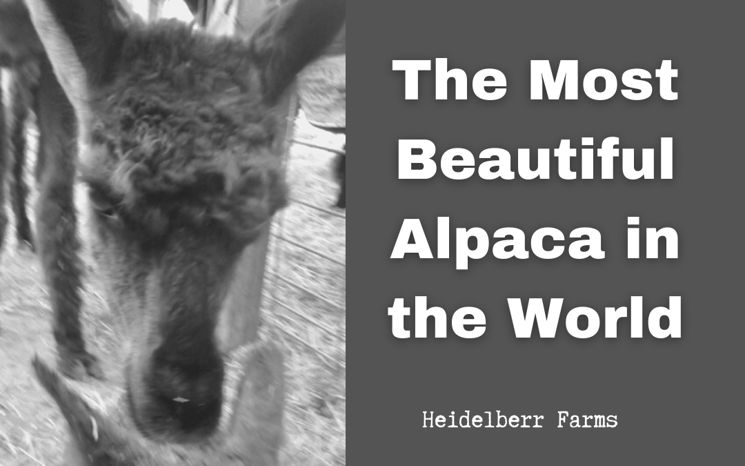 The Most Beautiful Alpaca in the World